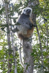 Propithecus diadema