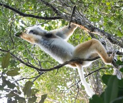 Propithecus diadema