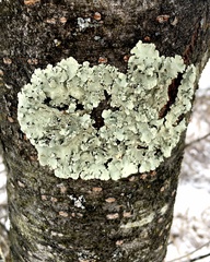 Flavoparmelia caperata