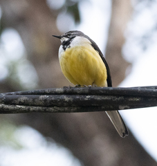 Motacilla flaviventris