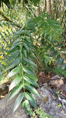 Toona sinensis