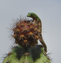 Phelsuma laticauda laticauda