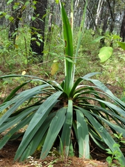 Furcraea parmentieri