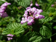 Lantana montevidensis