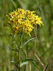 Senecio serra