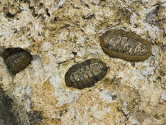 Polyplacophora