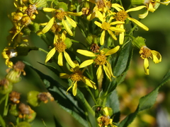 Senecio serra