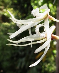 Dendrobium teretifolium