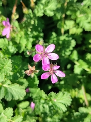 Erodium