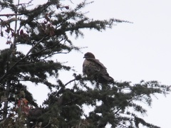 Milvus migrans lineatus