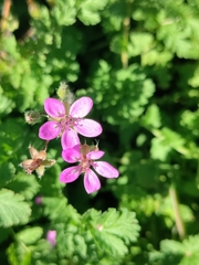 Erodium