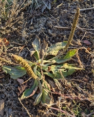 Plantago