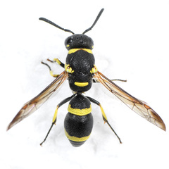 Parancistrocerus declivatus