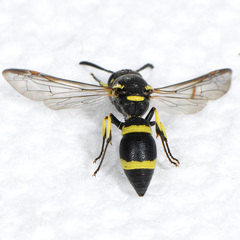 Parancistrocerus declivatus