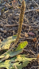 Plantago