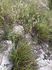 Bouteloua pectinata