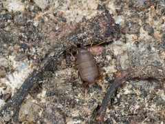 Myrmecophilus pergandei