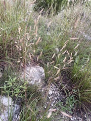 Bouteloua pectinata