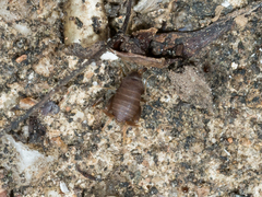 Myrmecophilus pergandei