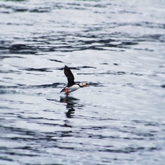 Fratercula corniculata