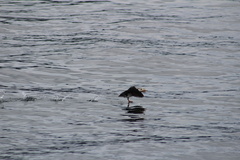 Fratercula corniculata