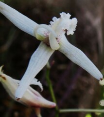 Dendrobium teretifolium