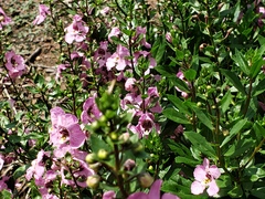 Angelonia