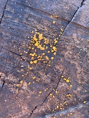 Dacrymyces capitatus