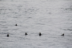 Fratercula corniculata