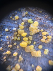 Dacrymyces capitatus