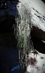 Dendrobium teretifolium