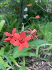 Freesia laxa