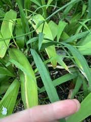 Freesia laxa