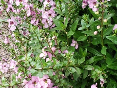 Angelonia