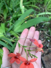 Freesia laxa