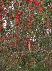 Ilex vomitoria