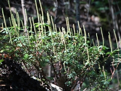 Peperomia leptophylla