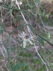 Passiflora misera