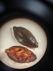Dineutus discolor