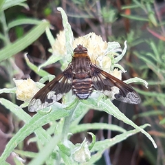 Diptera