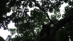 Tachigali panamensis