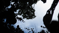 Tachigali panamensis