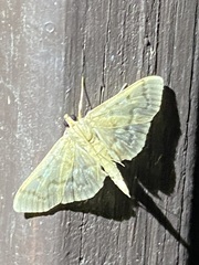 Herpetogramma aeglealis