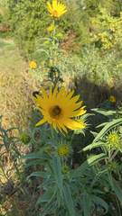 Helianthus maximiliani