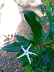 Atractocarpus platyxylon