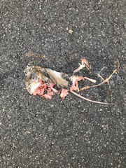 Rodentia