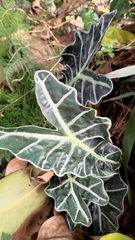 Alocasia amazonica