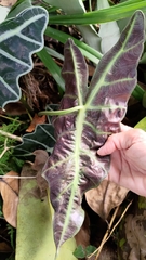 Alocasia amazonica
