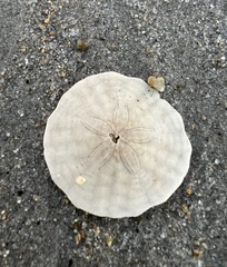 Echinarachnius parma