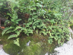 Polypodium kamelinii